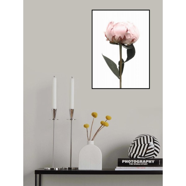 Blush Peony Ii MultiColor 70x100 cm