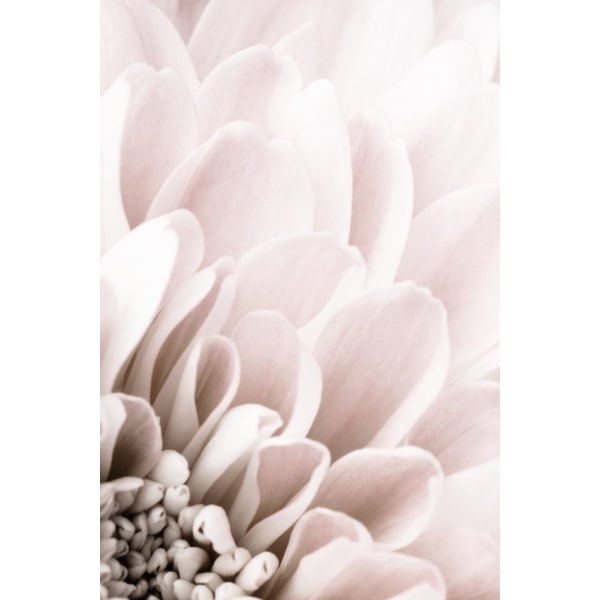 Chrysanthemum No 03 MultiColor 21x30 cm