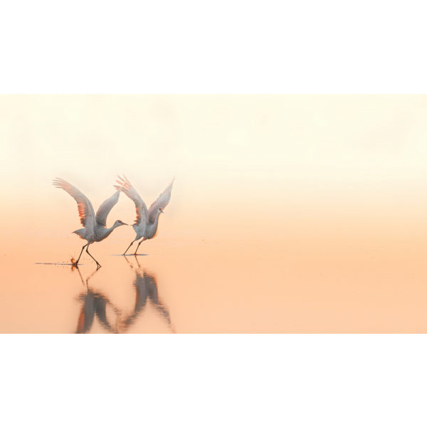 Crane Dance MultiColor 70x100 cm