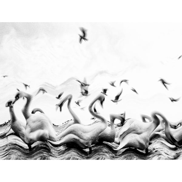 Swans Waves MultiColor 70x100 cm