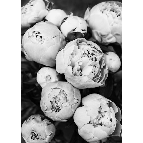 Peonies MultiColor 70x100 cm