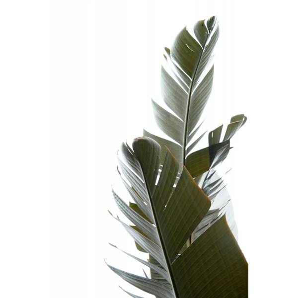 Travellers Palm Leaves Photo 05 MultiColor 50x70 cm