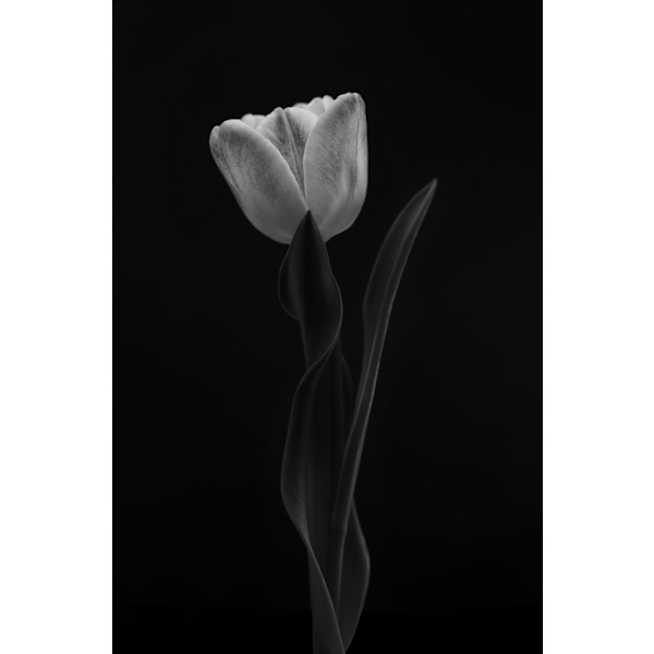 Tulip MultiColor 70x100 cm