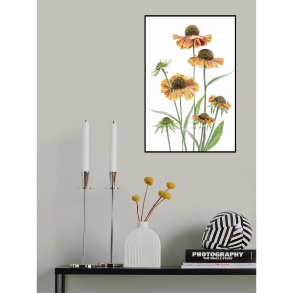 Helenium MultiColor 21x30 cm