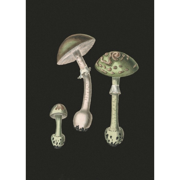 Amanita Muscaria Dark Background MultiColor 30x40 cm