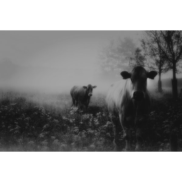 Foggy Memory Of The Past MultiColor 30x40 cm