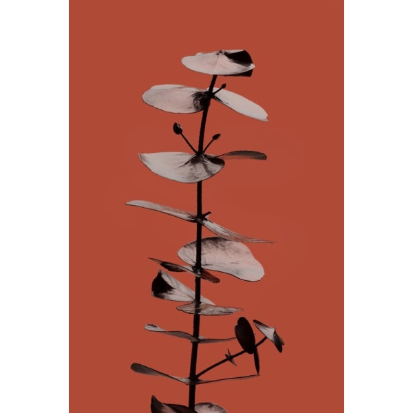 Eucalyptus Rust 02 MultiColor 70x100 cm