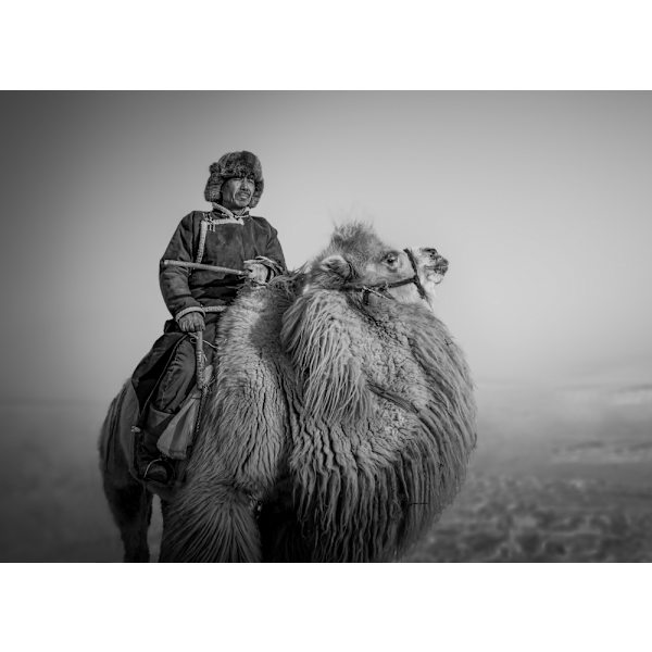 Farmer And His Camel MultiColor 50x70 cm