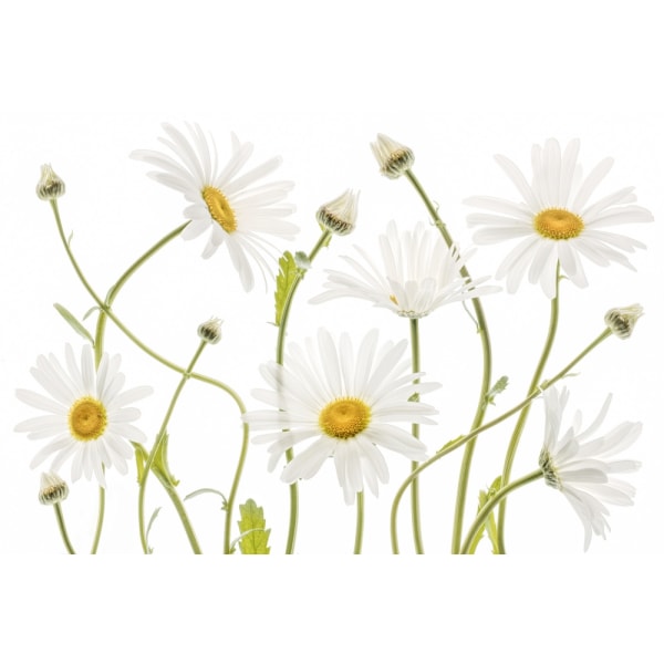 Ox Eye Daisies MultiColor 70x100 cm