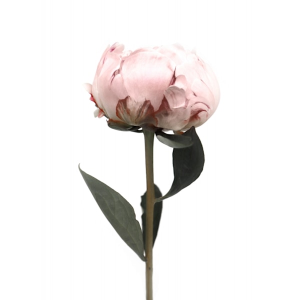 Blush Peony Ii MultiColor 70x100 cm