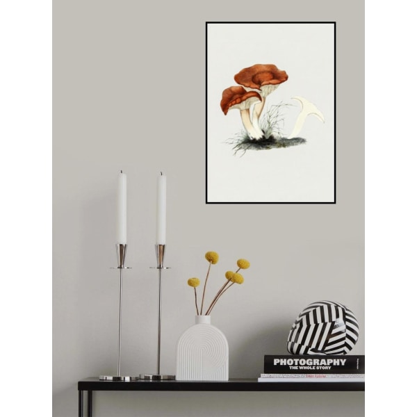 Hand Drawn Rufous Milkcap Mushroom MultiColor 50x70 cm