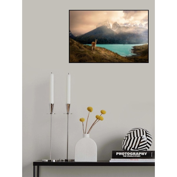 Alpaca At Torres Del Paine Ii MultiColor 50x70 cm
