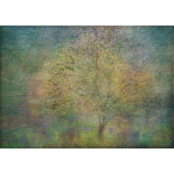 Impressions Of A Tree MultiColor 30x40 cm