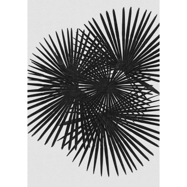 Fan Palm Black A White MultiColor 21x30 cm