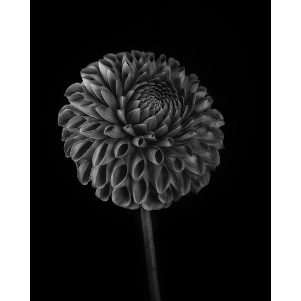 Dahlia MultiColor 70x100 cm
