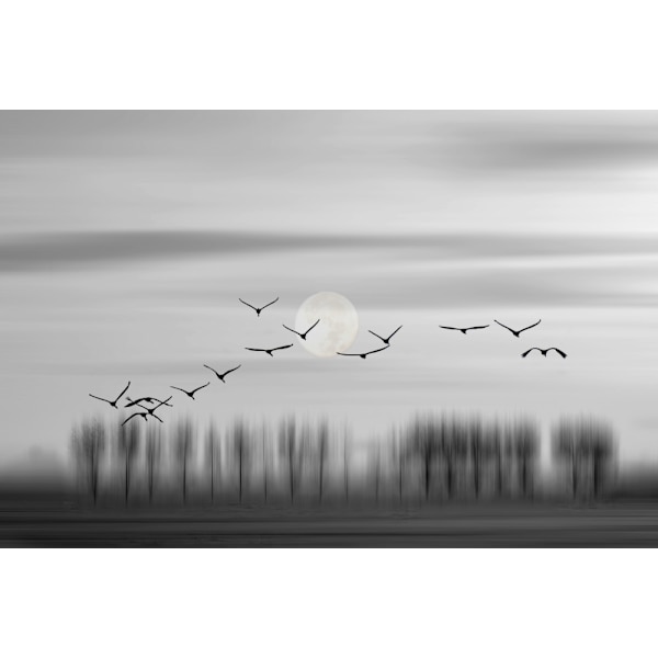 Flying Free! MultiColor 21x30 cm