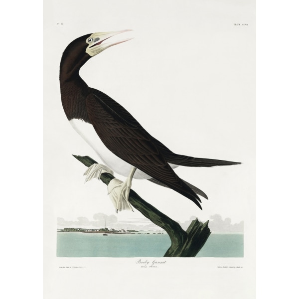 Booby Gannet fra Birds Of America (1827) MultiColor 70x100 cm