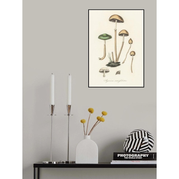 Agaricus Semiglobatus MultiColor 50x70 cm