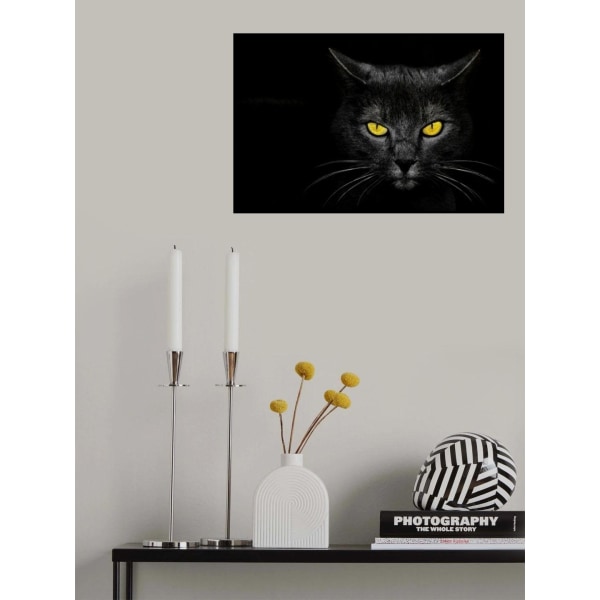 Black Cat MultiColor 70x100 cm