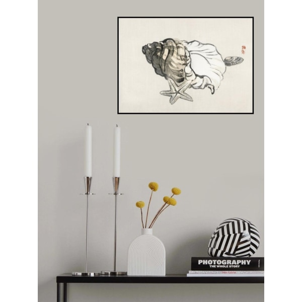 Stjernefisk og konkylie MultiColor 50x70 cm