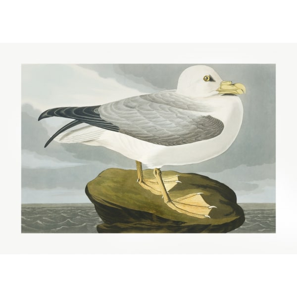 Fulmar Petrel From Birds Of America (1827) MultiColor 21x30 cm