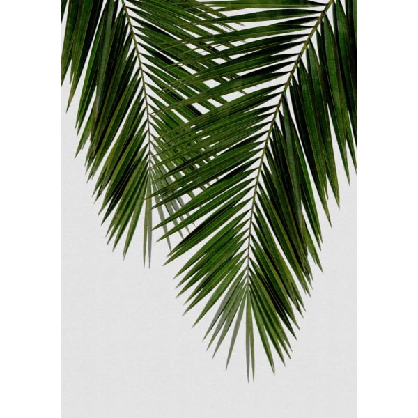 Palm Leaf Ii MultiColor 70x100 cm