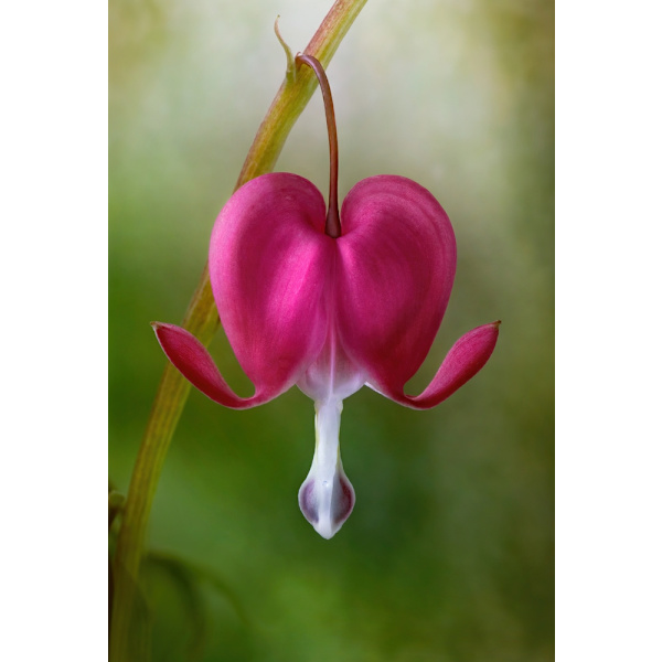 Bleeding Heart MultiColor 70x100 cm
