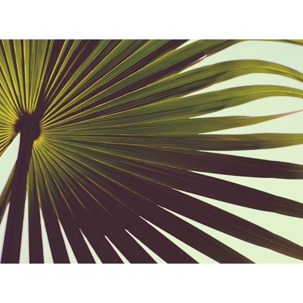 Palm Textures MultiColor 30x40 cm