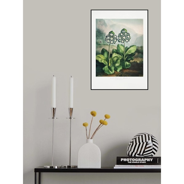 A Group Of Auriculas From The Temple Of Flora 2 (1807) MultiColor 21x30 cm