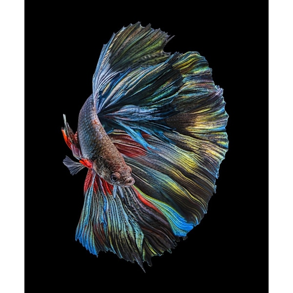 Betta-kala MultiColor 50x70 cm