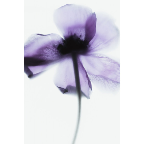 Purple Poppy MultiColor 70x100 cm