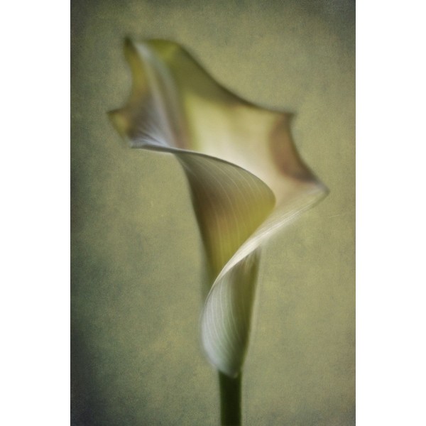 Calla Lily MultiColor 70x100 cm