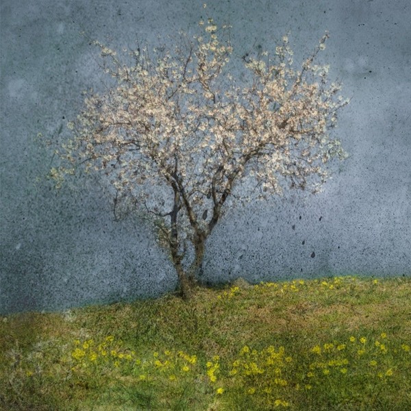 Almond Tree MultiColor 70x100 cm