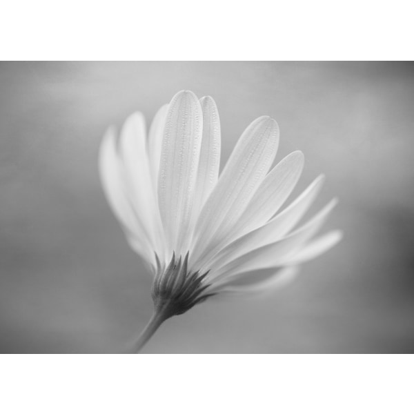 Gerbera MultiColor 21x30 cm