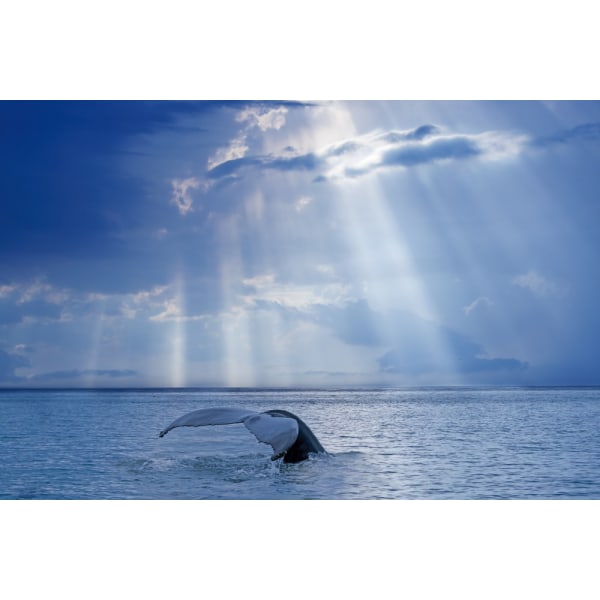 Whale And Sun Rays MultiColor 70x100 cm