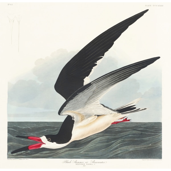 Black Skimmer From Birds Of America (1827) MultiColor 30x40 cm