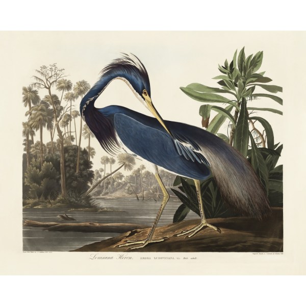 Louisiana Heron From Birds Of America (1827) MultiColor 50x70 cm