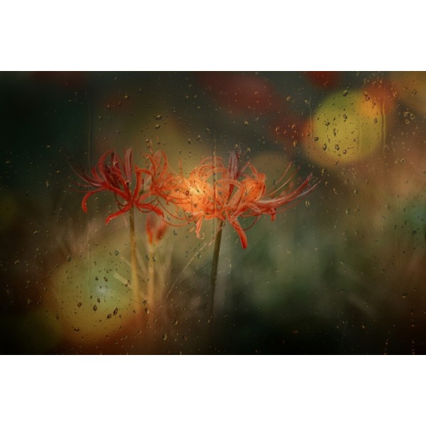 Syksy ja sade MultiColor 70x100 cm