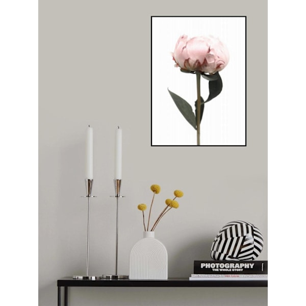 Blush Peony Ii MultiColor 21x30 cm