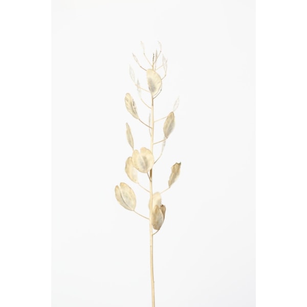 Solitary Dried Plant_Light Grey MultiColor 21x30 cm