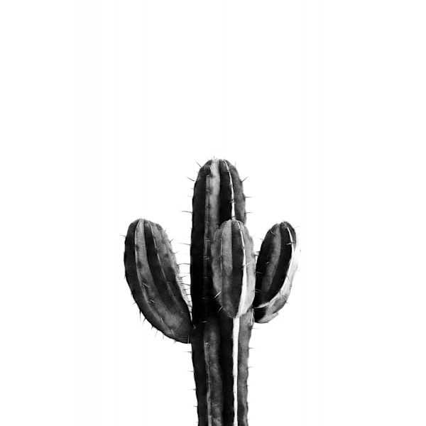 Cactus Black And White 03 MultiColor 70x100 cm