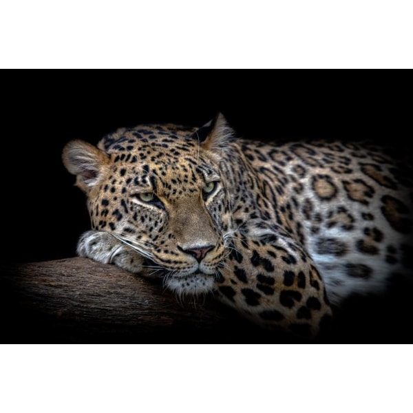 Leopard Resting MultiColor 50x70 cm