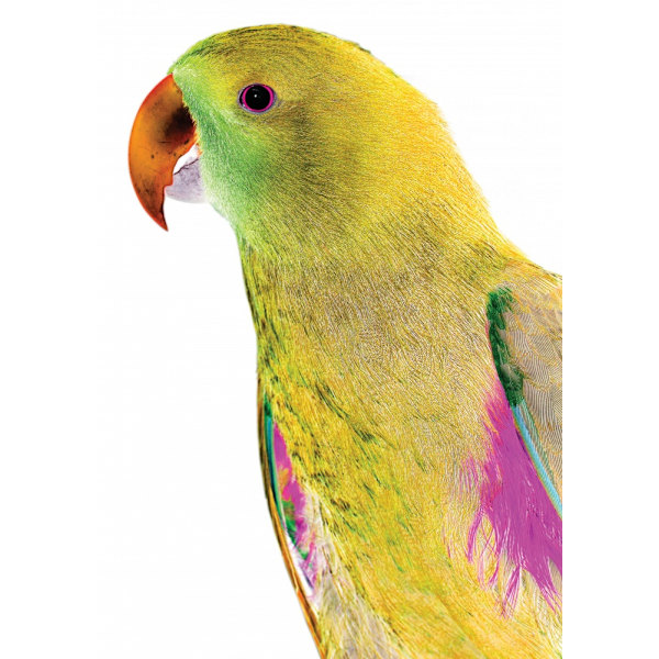 Polly MultiColor 30x40 cm