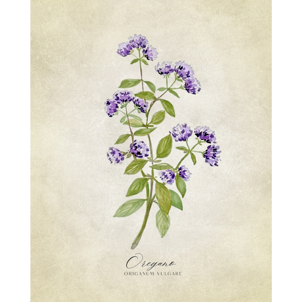 Oregano Vintage MultiColor 70x100 cm