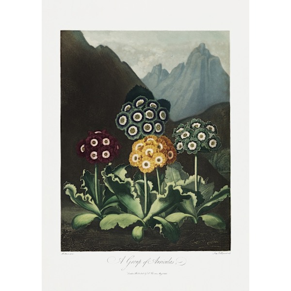A Group Of Auriculas From The Temple Of Flora (1807) MultiColor 70x100 cm