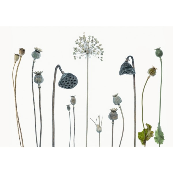 Seed Heads MultiColor 70x100 cm