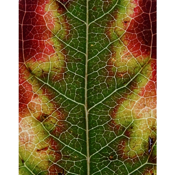 Autumn Leaf MultiColor 50x70 cm