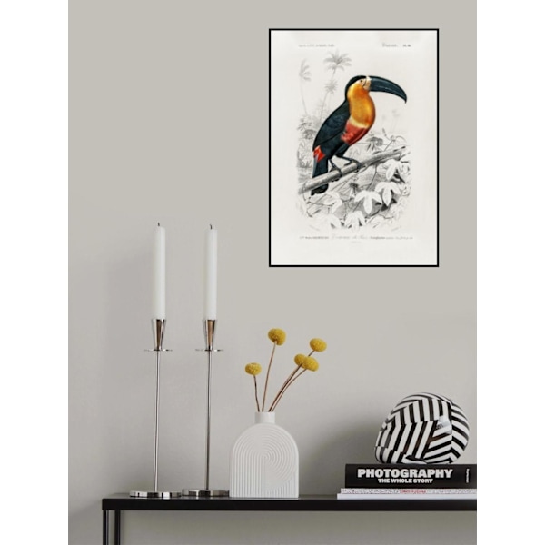 Toucan (Ramphastos) MultiColor 50x70 cm