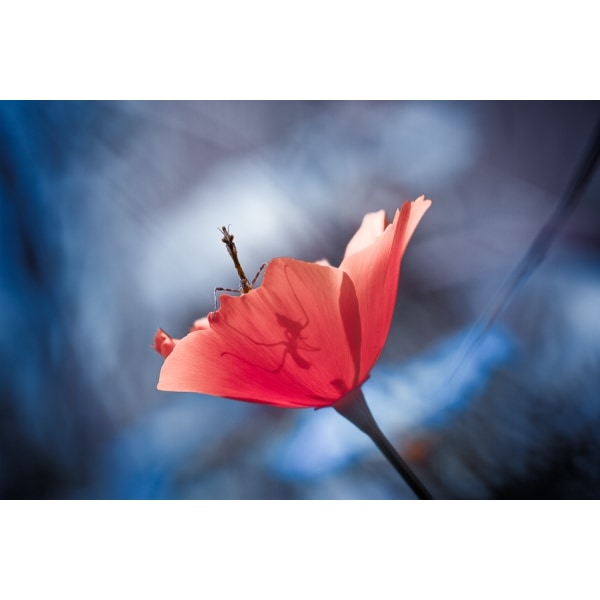 The Poppy Master MultiColor 70x100 cm