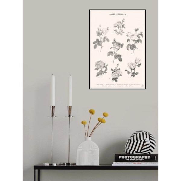 Roses MultiColor 70x100 cm